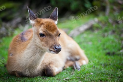 Preview: sika deer (lat. Cervus nippon) doe