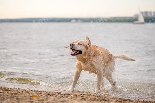 Preview: adorable fawn Labrador shakes off the water