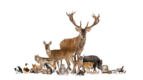 Preview: Large group of many european fauna, animals, red deer, red fox,