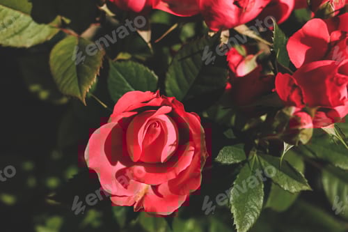 Preview: Red roses in a local rose garden. Floral natural festival background. Beautiful flowers. Close up N