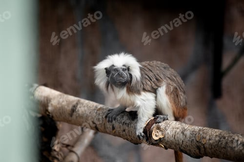Preview: Cotton tamarin (Saguinus oedipus) sits on a tree branch.