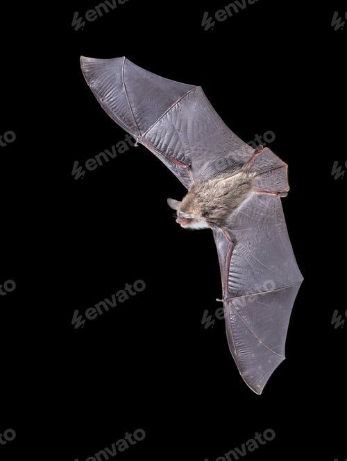 Preview: Natterer's Bat Swarming at Winter Roost Site, Overijssel, Netherlands