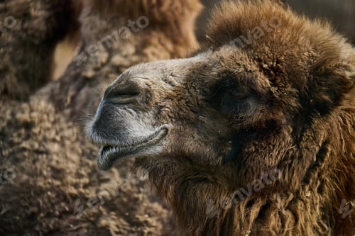 Preview: Portrait of an adult brown camel on a spring day