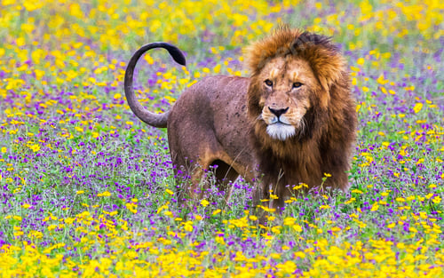 Preview: A Beautiful and Breathtaking wildlife in the World