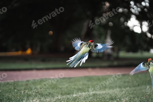 Preview: Bright funny parrots flying near grass