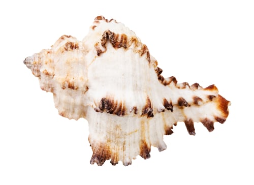 Preview: white seashell of mollusc isolated on white