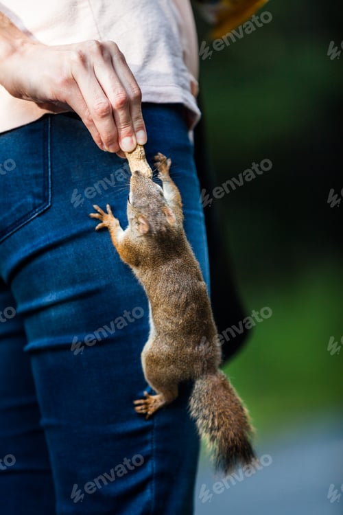 Preview: Funny Close-up of Woman Feeding a Red Squirrel