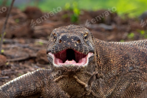 Preview: A Komodo dragon moves slowly