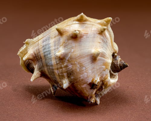 Preview: Spiny Melongena Sea Shell Close-Up on brown