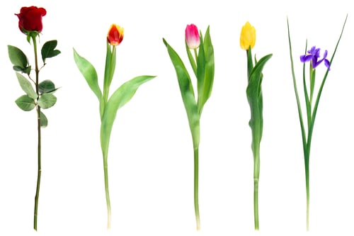 Vista previa: beautiful various blooming flowers isolated on white