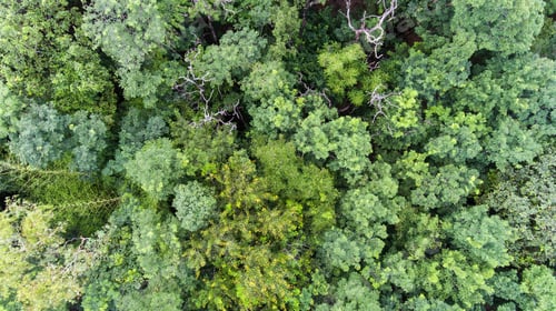 Preview: Aerial view of the forest.