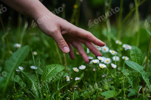 Preview: A woman's hand and spring flowers chamomile. green nature background