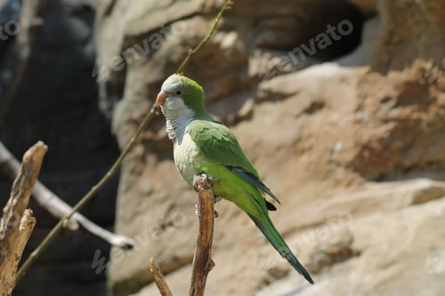 Preview: Vibrant green parrot perched on a branch with a blurred rocky background