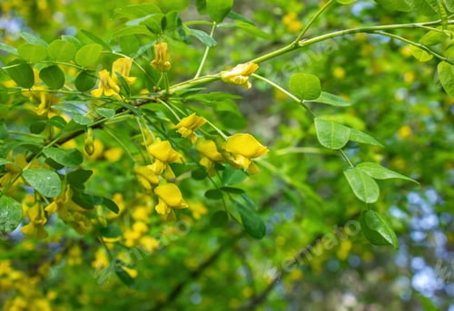 Preview: Close up of Caragana Arborescens Siberian yellow pea-tree flowers.
