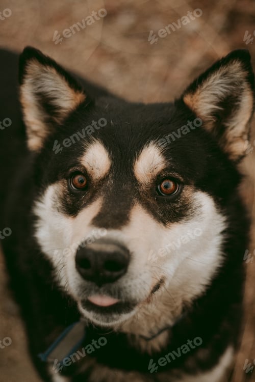 Preview: Dog with Tongue Out