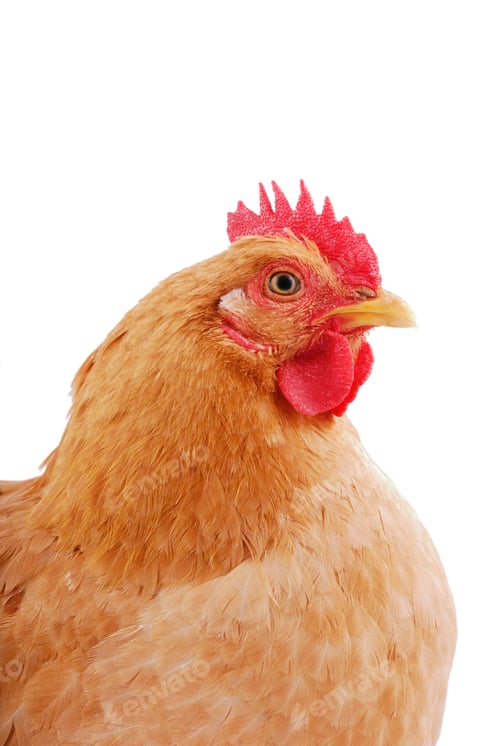 Preview: Chicken
