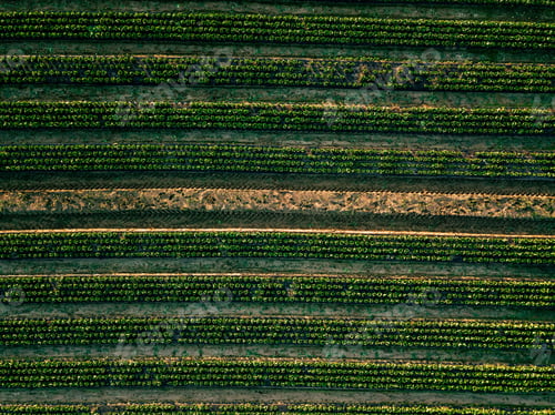 Preview: Aerial view of cabbage rows field in agricultural landscape