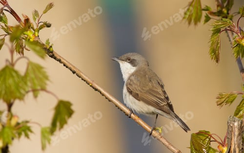Preview: lesser whitethroat, sylvia curruca. A bird sits on a chestnut branch