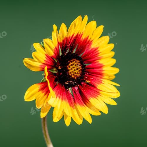Preview: Blooming red Gaillardia on a green background