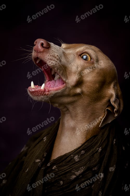 Preview: Italian Greyhound dog with Arabian Hijab