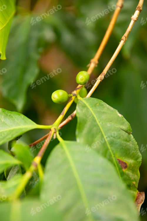 Preview: Close-Up Of Fresh Coffee Fruits Growing In Farm