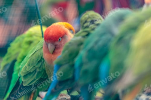 Preview: Selective focus shot of a sleepy love bird with its eyes closed