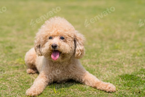 Preview: Dog Poodle lying down on the green lawn