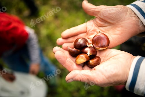 Preview: Woman's hands holding chestnuts in vineyard