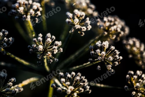 Preview: Frozen flower in blue tone, very shallow focus