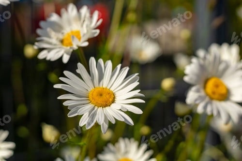 Preview: Daisies with white petals and yellow centers fill a garden