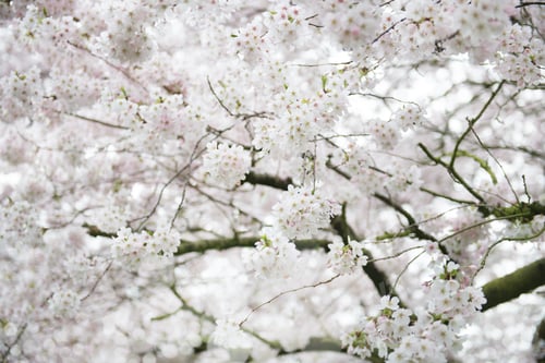 Preview: White Blossom Cherry Tree during Spring Season