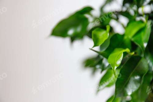 Preview: Plant ficus benjamina in a dark brown pot.