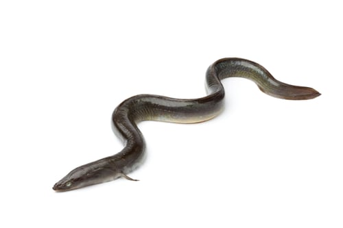 Preview: Single fresh European eel