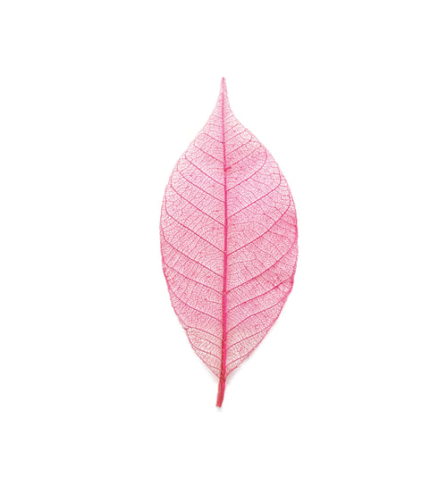 Preview: Beautiful decorative skeleton leaf on white background