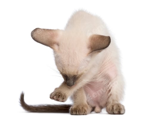 Preview: Oriental Shorthair kitten, 9 weeks old, cleaning itself against white background