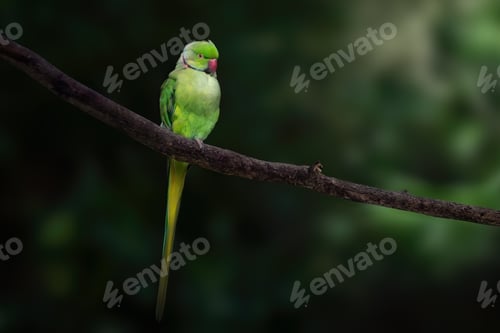 Preview: Male Ring Neck (Psittacula krameri) or Rose-ringed Parakeet