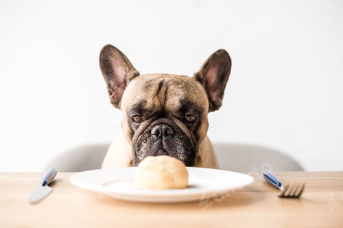 Preview: purebred french bulldog looking at meal on plate
