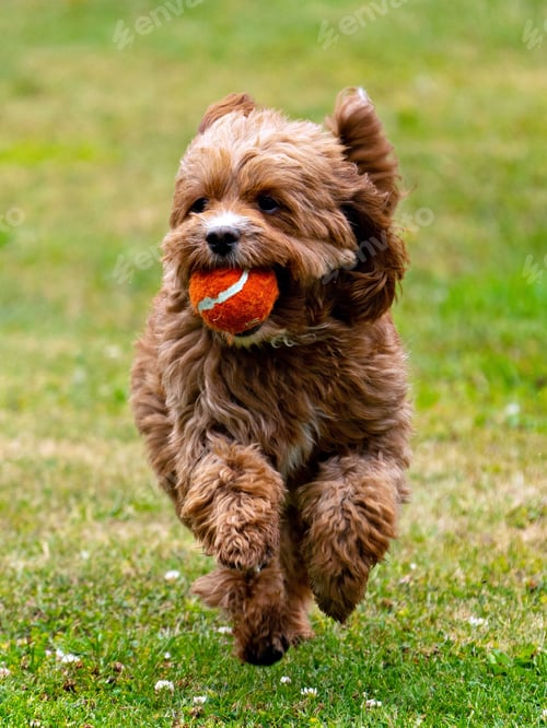 Preview: Vertical of a brown Cavapoo running on green grass, holding a ball in its mouth