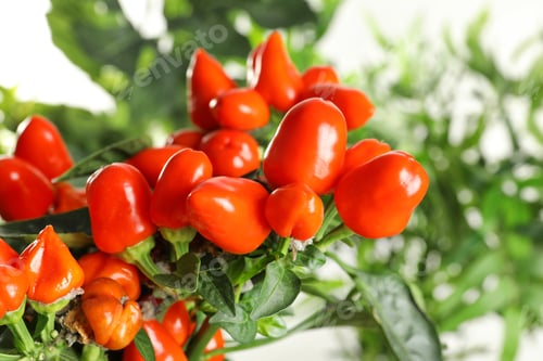 Preview: Chili pepper plant on blurred background, closeup