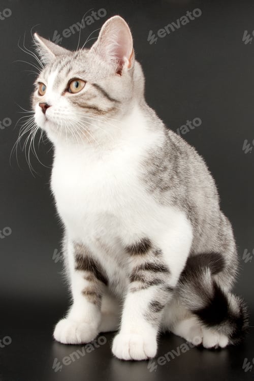 Preview: Little tabby kitten