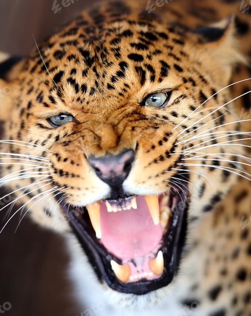 Preview: Leopard