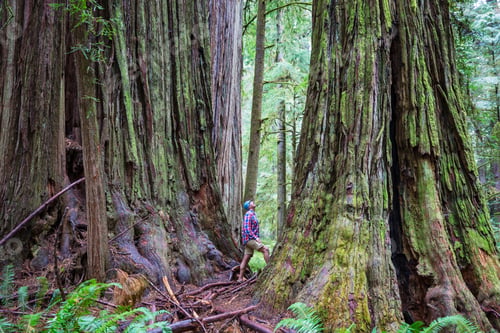 Preview: Redwoods