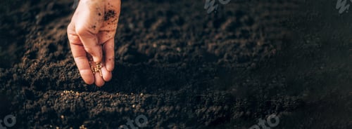Preview: Hand growing seeds on sowing soil. Background with copy space. Agriculture, organic gardening