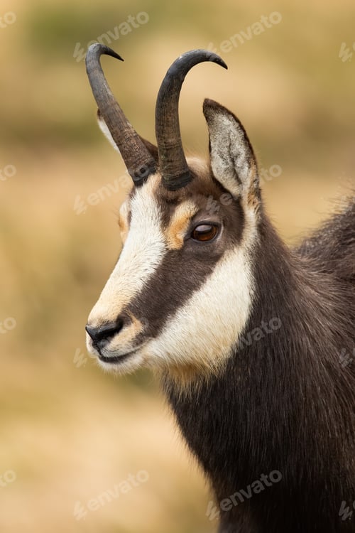 Preview: Close-up of tatra chamois looking in mountains in autumn nature