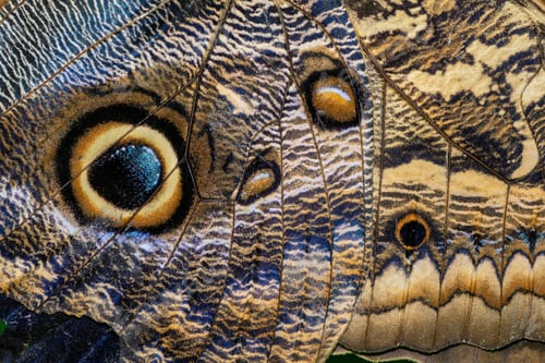 Preview: Bright vibrant macro view of tropical butterfly wings showcasing striking color patterns and details