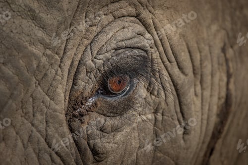 Preview: An elephant's eye, Loxodonta africana