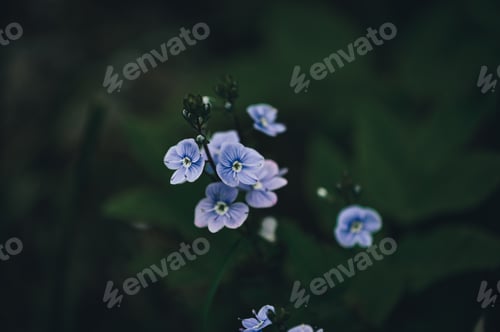 Preview: Pansy flower