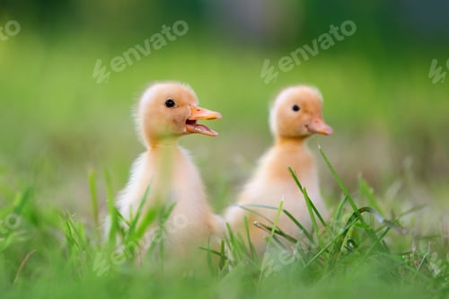 Preview: Two little duckling on green grass