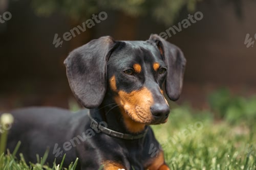 Preview: A cute dachshund in a lush spring garden