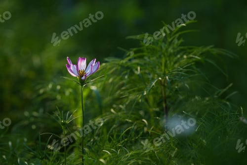 Preview: Close-up of a purple flower in a lush green field with soft sunlight